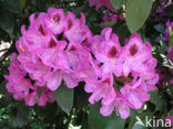 Rododendron (Rhododendron)