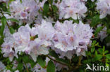 Rododendron (Rhododendron)