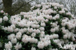 Rhododendron