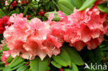 Rododendron (Rhododendron)