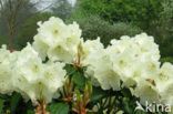 Rhododendron