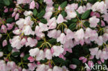 Rododendron (Rhododendron)