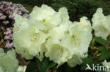 Rododendron (Rhododendron)