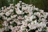 Rododendron (Rhododendron)
