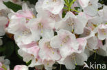 Rododendron (Rhododendron)