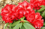 Rododendron (Rhododendron)