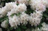 Rododendron (Rhododendron)