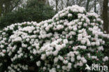 Rododendron (Rhododendron)