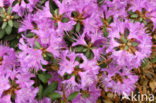 Rododendron (Rhododendron)