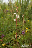 Round-leaved Wintergreen (Pyrola rotundifolia)