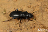 Pterostichus madidus
