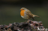 European Robin (Erithacus rubecula)