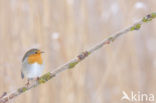 European Robin (Erithacus rubecula)