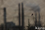 Stonechat (Saxicola rubicola)