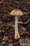 Tawny Grisette (Amanita fulva)