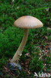 Roodbruine slanke amaniet (Amanita fulva)