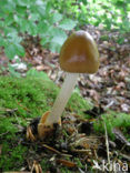 Roodbruine slanke amaniet (Amanita fulva)