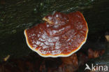 Red Banded Polypore (Fomitopsis pinicola)