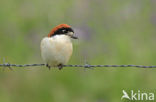 Woodchat Shrike (Lanius senator)