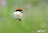 Woodchat Shrike (Lanius senator)