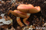 Roodschubbige gordijnzwam (Cortinarius bolaris) 