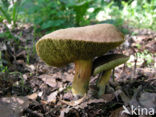 Boletus chrysenteron