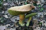 Roodsteelfluweelboleet (Boletus chrysenteron)