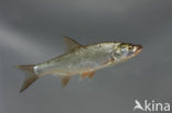 Roofblei (Aspius aspius)