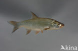 Roofblei (Aspius aspius)