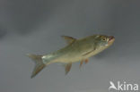 Roofblei (Aspius aspius)