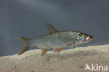 Roofblei (Aspius aspius)