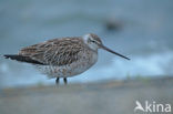 Bar-tailed Godwit (Limosa lapponica)