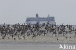 Rosse Grutto (Limosa lapponica)