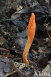 Rupsendoder (Cordyceps militaris)