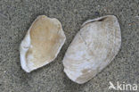 Oval Piddock (Zirfaea crispata)