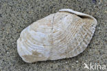 Oval Piddock (Zirfaea crispata)