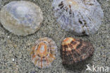 Limpet (Patella spec.)