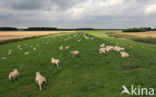 Schaap (Ovis domesticus)