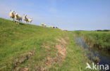 Schaap (Ovis domesticus)