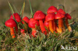 Scarlet Waxcap (Hygrocybe coccinea)