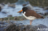 Scholekster (Haematopus ostralegus)