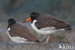 Scholekster (Haematopus ostralegus)