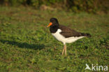 Scholekster (Haematopus ostralegus)