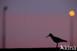 Scholekster (Haematopus ostralegus)