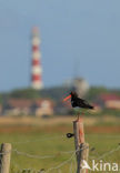 Scholekster (Haematopus ostralegus)