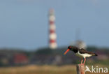 Scholekster (Haematopus ostralegus)