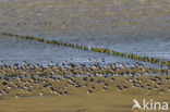 Oystercatcher (Haematopus ostralegus)