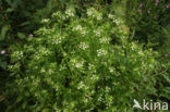 Selderij (Apium graveolens) 