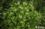 Wild Celery (Apium graveolens)