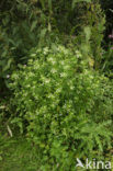 Wild Celery (Apium graveolens)